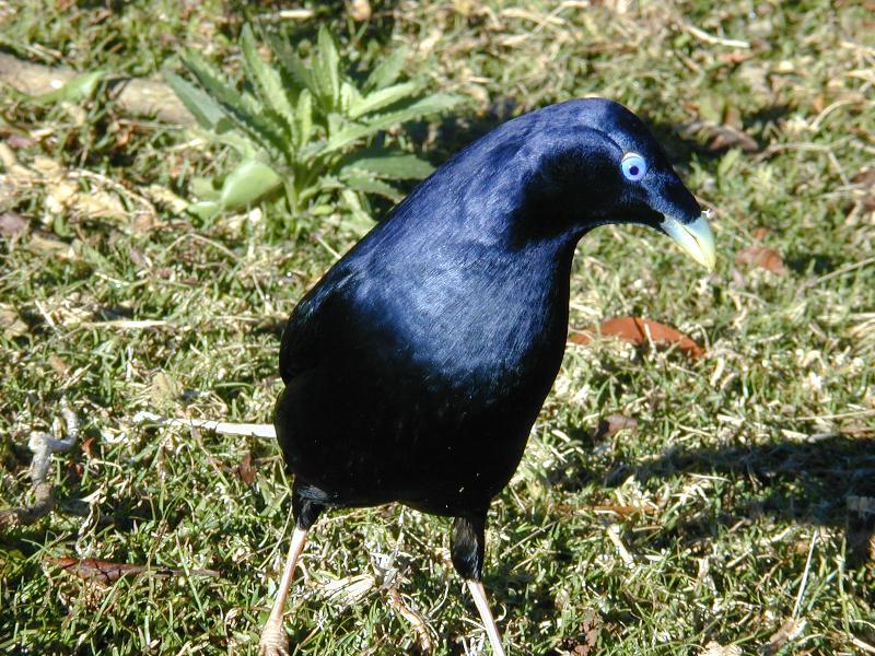 Satin_Bowerbird__Ptilonorhynchus_violaceus__006.jpg