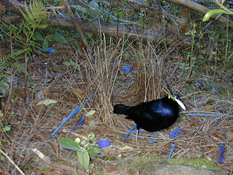 Satin_Bowerbird__Ptilonorhynchus_violaceus__007.jpg