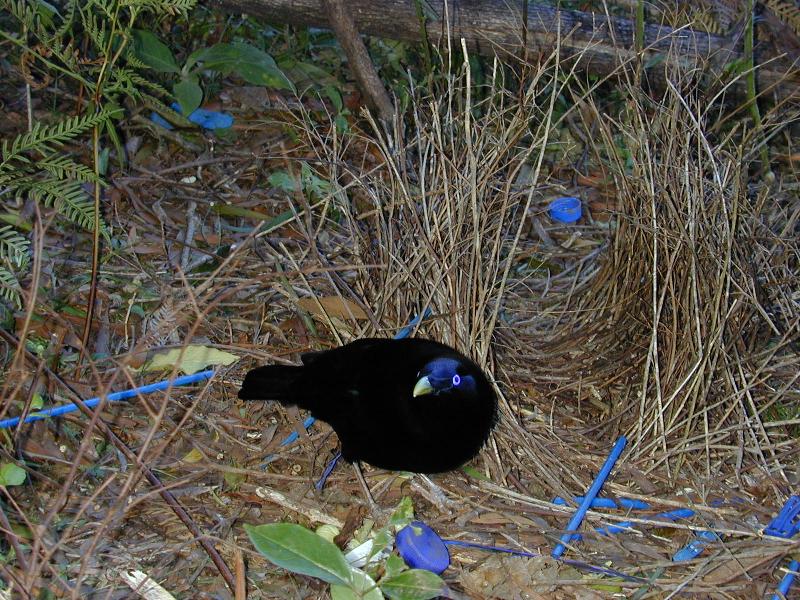 Satin_Bowerbird__Ptilonorhynchus_violaceus__008.jpg