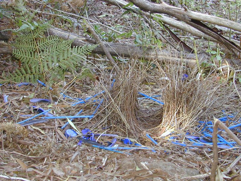 Satin_Bowerbird__Ptilonorhynchus_violaceus__012.jpg