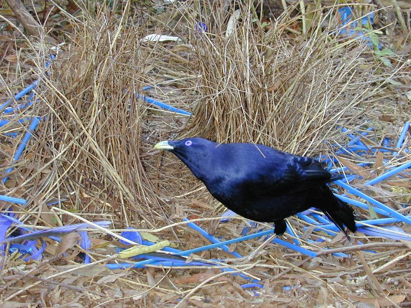 Satin_Bowerbird__Ptilonorhynchus_violaceus__014.jpg