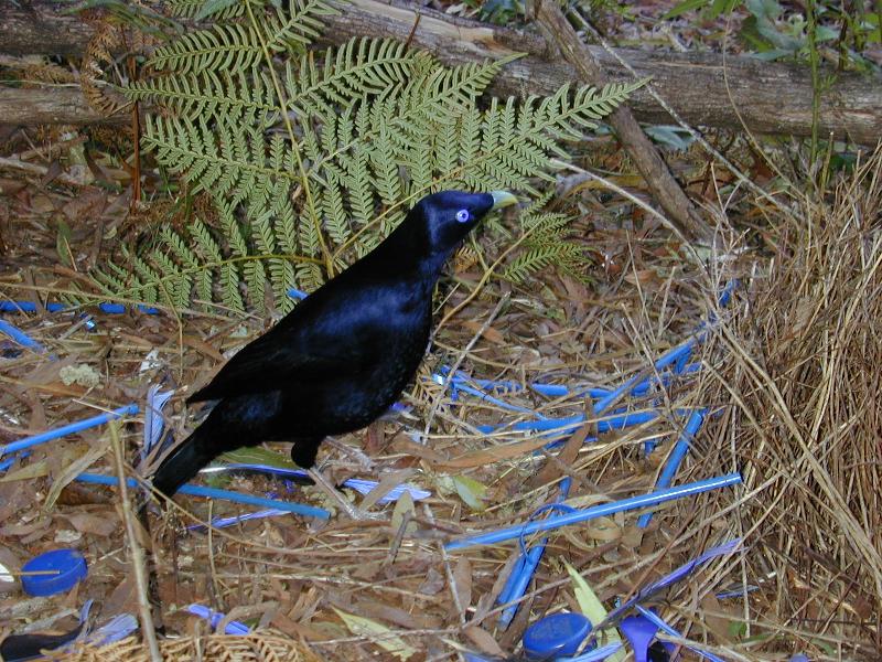 Satin_Bowerbird__Ptilonorhynchus_violaceus__015.jpg