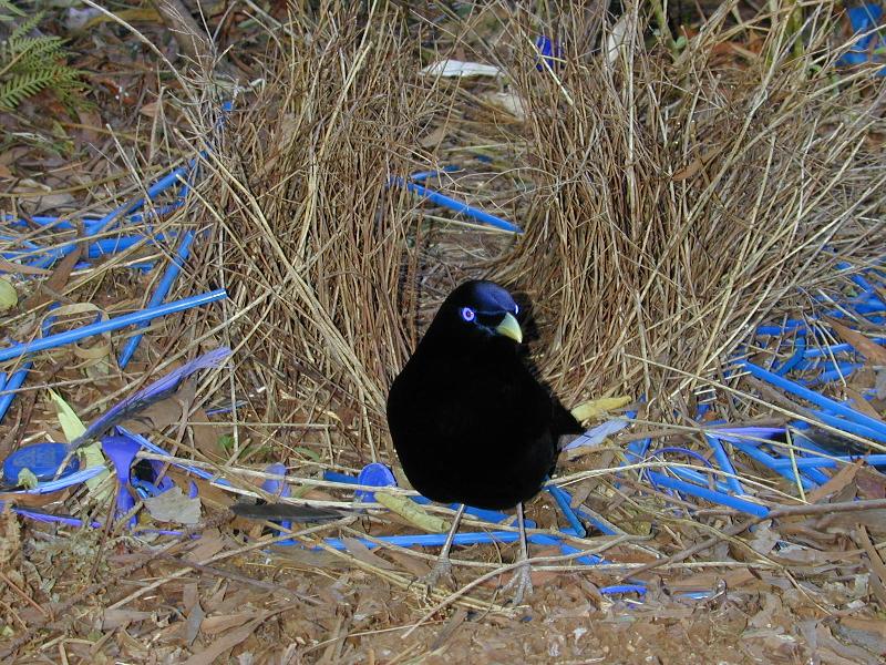 Satin_Bowerbird__Ptilonorhynchus_violaceus__016.jpg