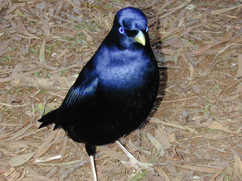 Satin_Bowerbird__Ptilonorhynchus_violaceus__017.jpg