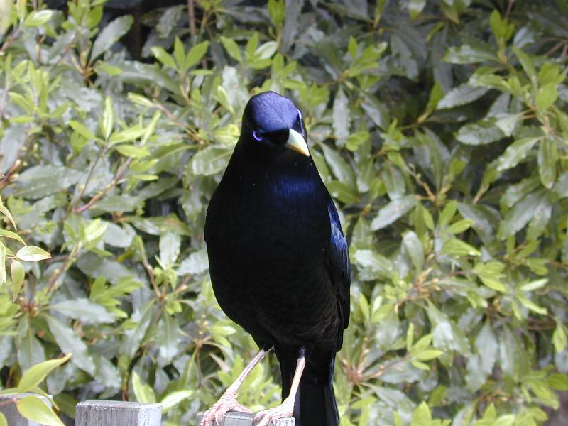 Satin_Bowerbird__Ptilonorhynchus_violaceus__018.jpg