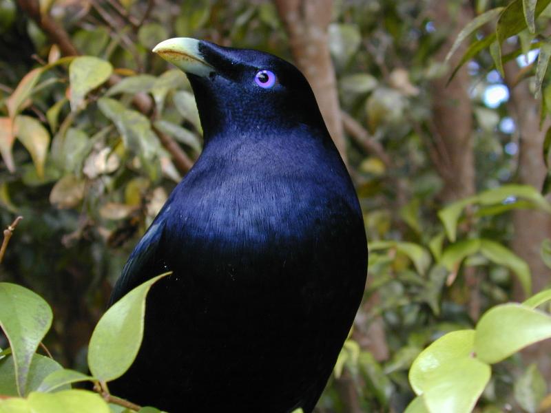 Satin_Bowerbird__Ptilonorhynchus_violaceus__020.jpg