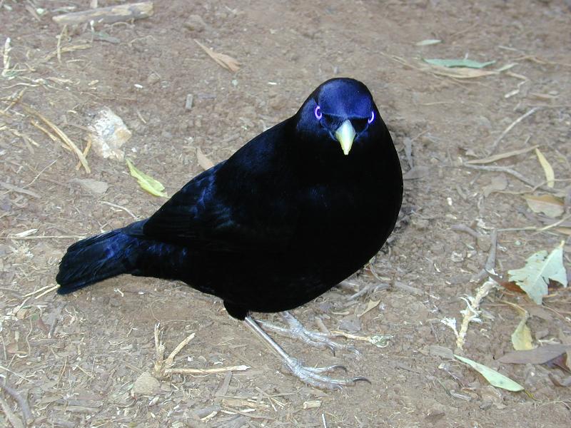 Satin_Bowerbird__Ptilonorhynchus_violaceus__021.jpg