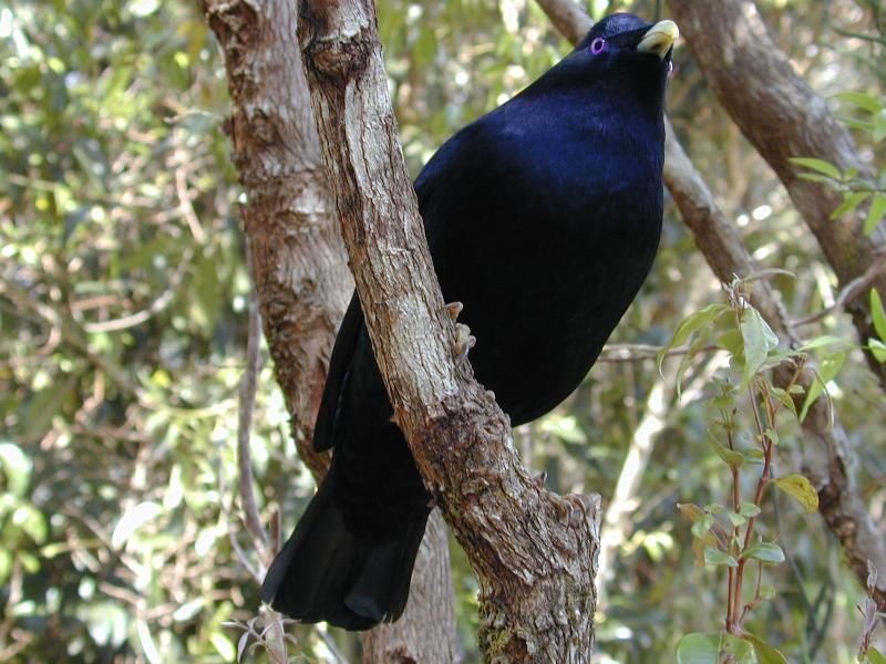 Satin_Bowerbird__Ptilonorhynchus_violaceus__022.jpg