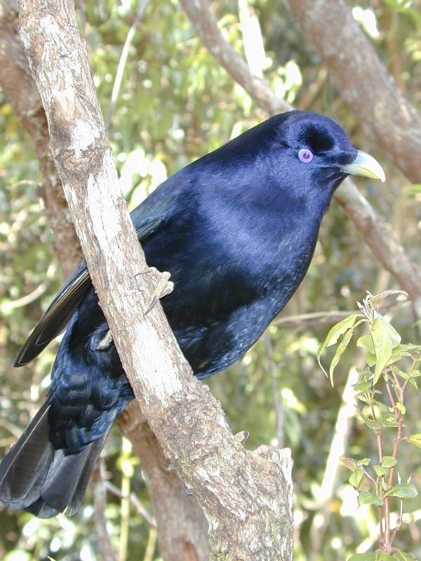 Satin_Bowerbird__Ptilonorhynchus_violaceus__023.jpg