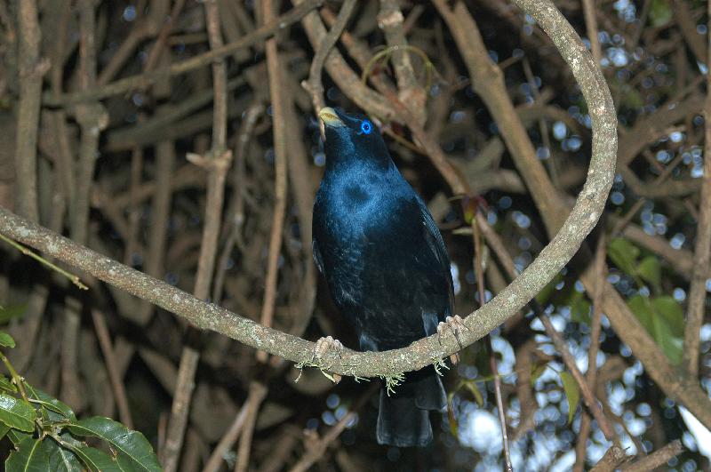 Satin_Bowerbird__Ptilonorhynchus_violaceus__024.jpg