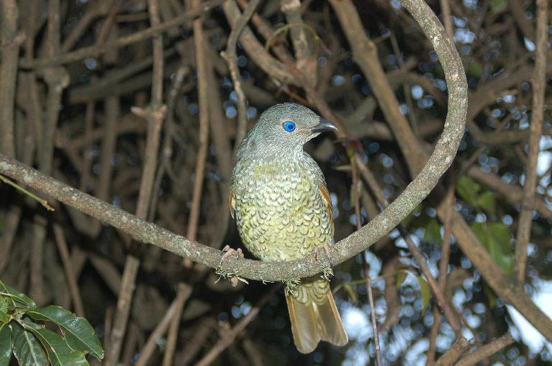 Satin_Bowerbird__Ptilonorhynchus_violaceus__025.jpg