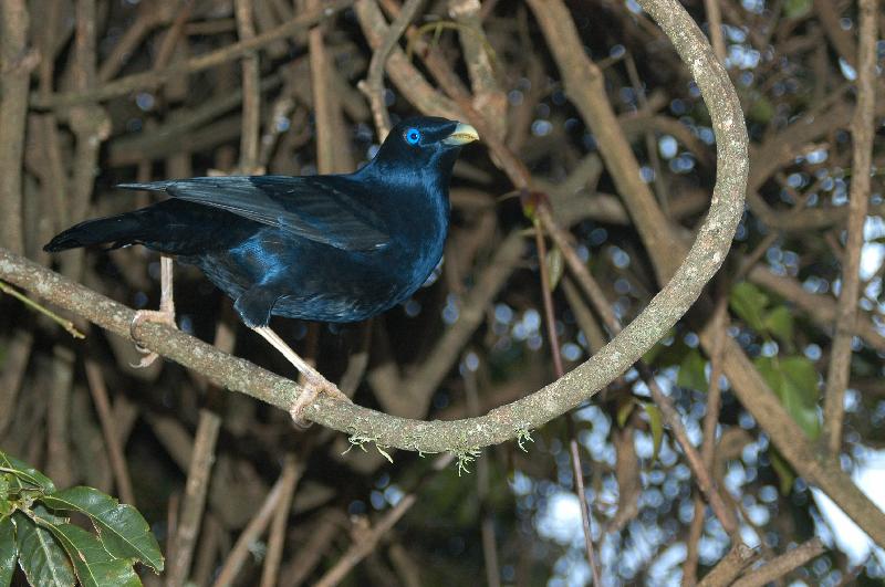 Satin_Bowerbird__Ptilonorhynchus_violaceus__026.jpg