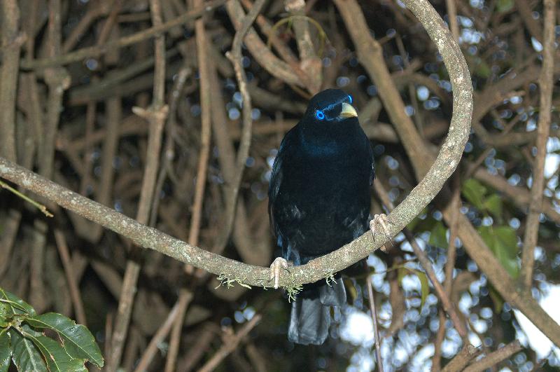 Satin_Bowerbird__Ptilonorhynchus_violaceus__027.jpg