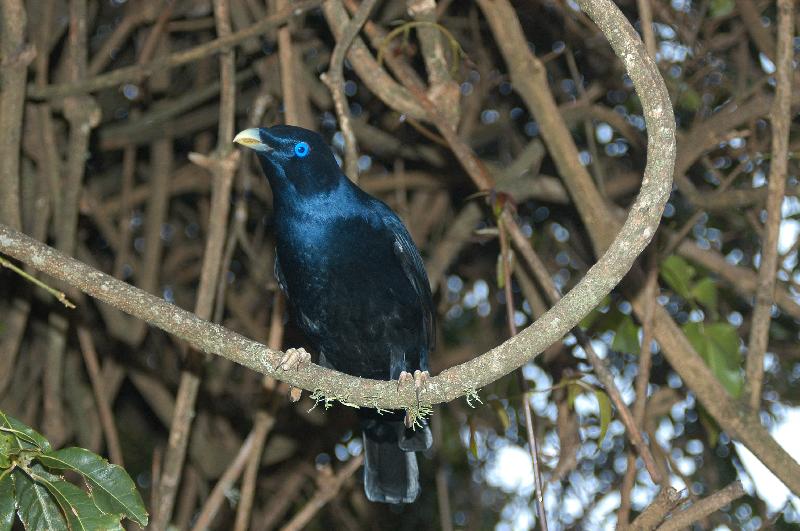 Satin_Bowerbird__Ptilonorhynchus_violaceus__028.jpg