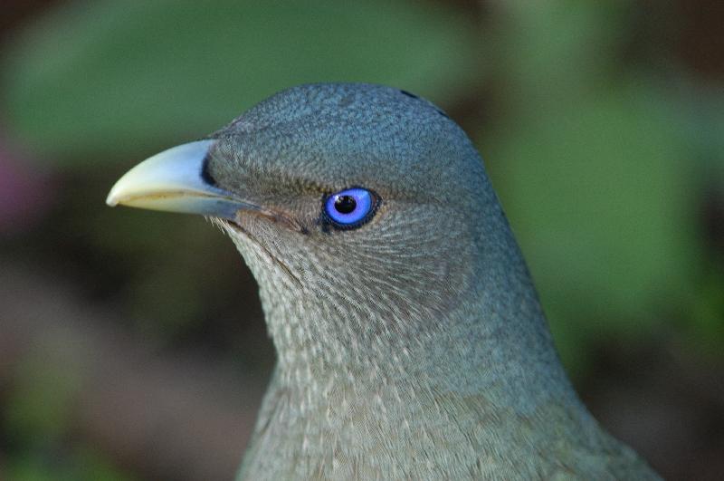 Satin_Bowerbird__Ptilonorhynchus_violaceus__029.jpg