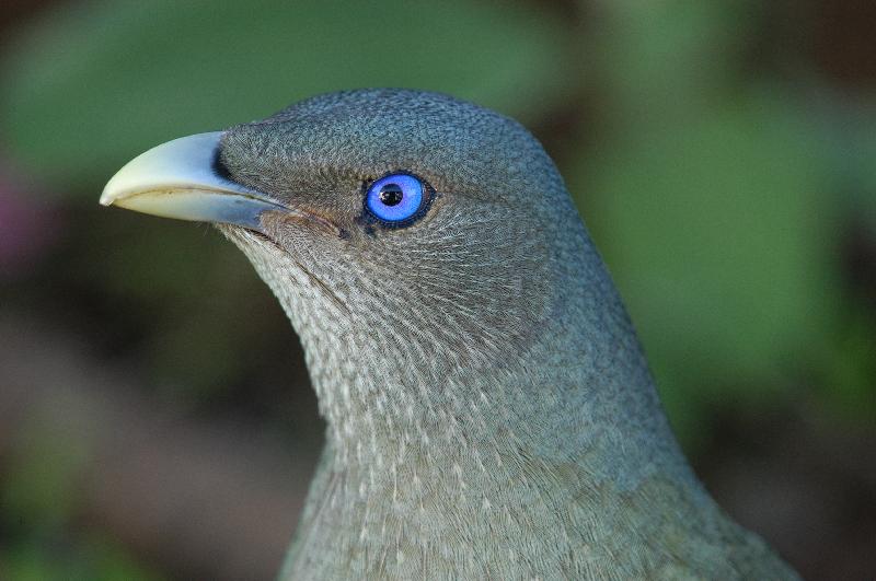 Satin_Bowerbird__Ptilonorhynchus_violaceus__030.jpg