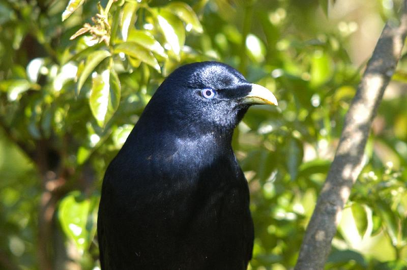 Satin_Bowerbird__Ptilonorhynchus_violaceus__031.jpg