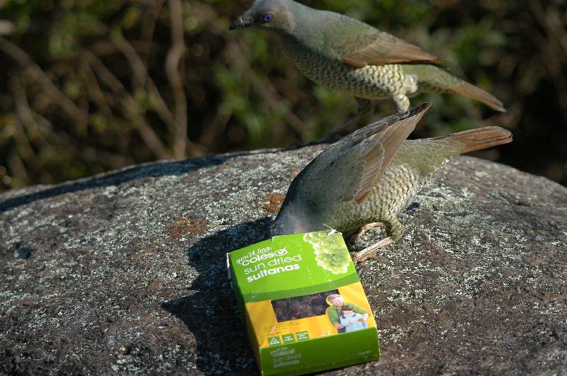 Satin_Bowerbird__Ptilonorhynchus_violaceus__032.jpg