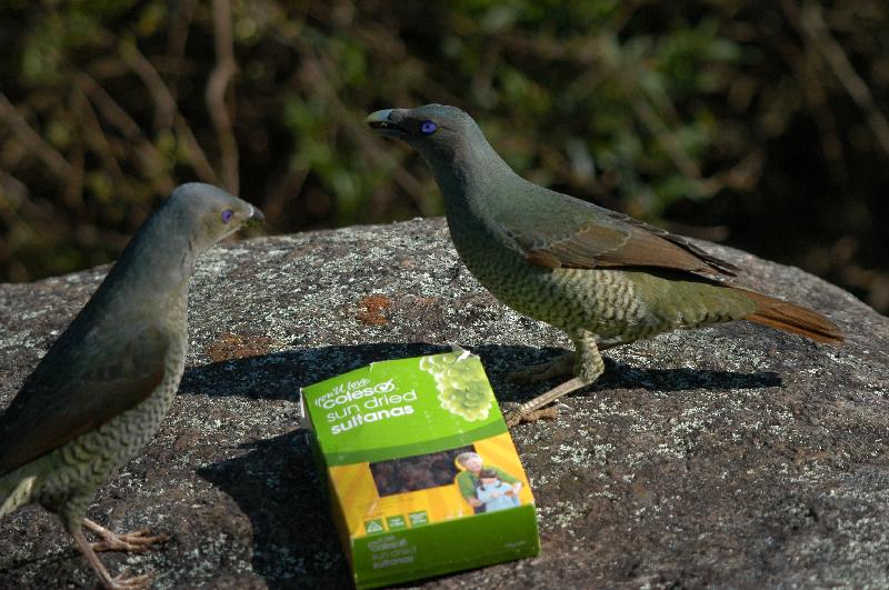 Satin_Bowerbird__Ptilonorhynchus_violaceus__033.jpg