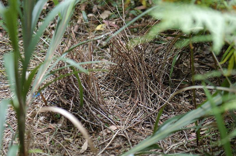 Satin_Bowerbird__Ptilonorhynchus_violaceus__034.jpg