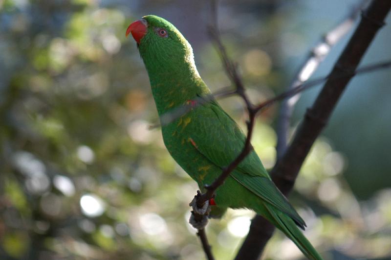 Scaly-breasted_Lorikeet__Trichoglossus_chlorolepidotus__001.jpg