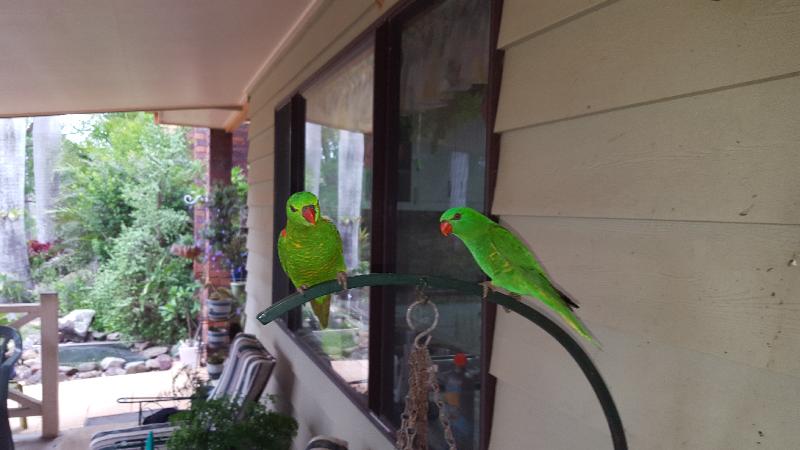 Scaly-breasted_Lorikeet__Trichoglossus_chlorolepidotus__002.jpg