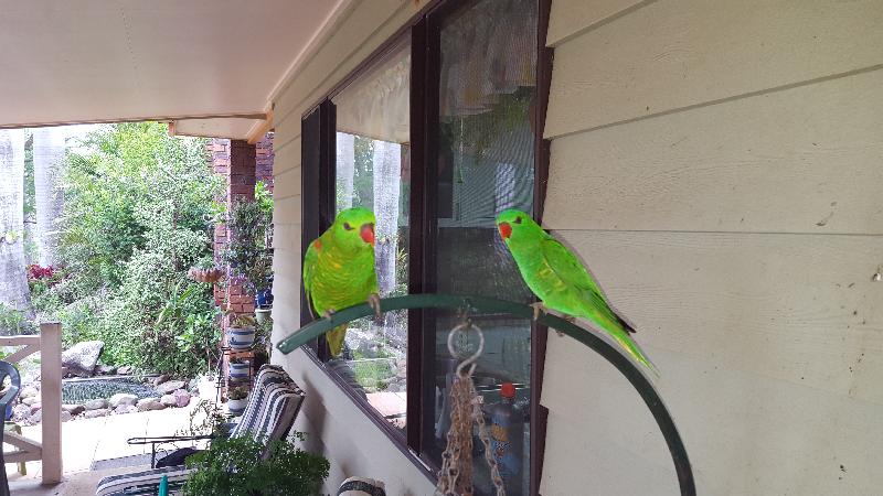 Scaly-breasted_Lorikeet__Trichoglossus_chlorolepidotus__003.jpg