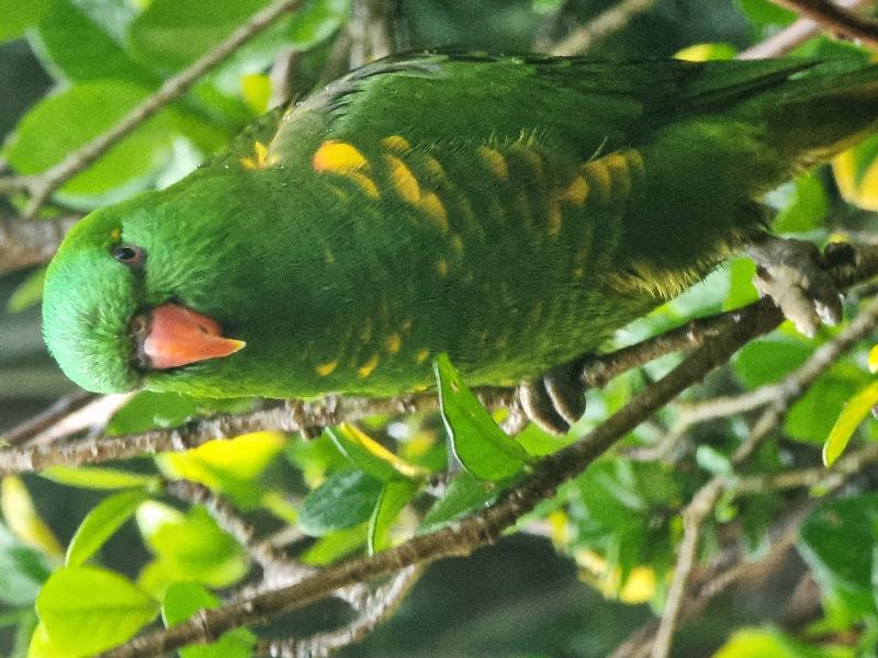 Scaly-breasted_Lorikeet__Trichoglossus_chlorolepidotus__004.jpg