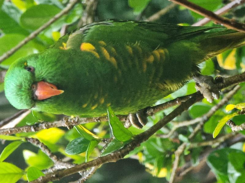 Scaly-breasted_Lorikeet__Trichoglossus_chlorolepidotus__005.jpg