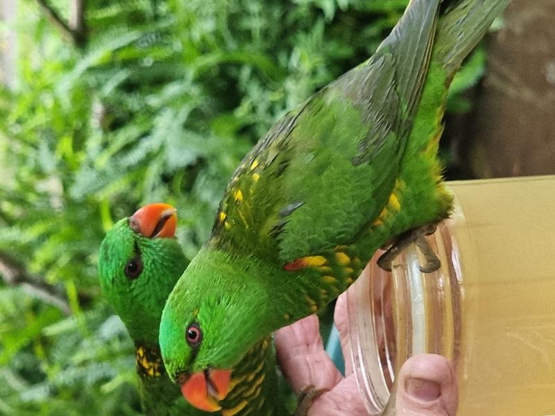 Scaly-breasted_Lorikeet__Trichoglossus_chlorolepidotus__008.jpg