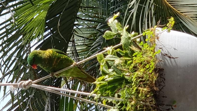 Scaly-breasted_Lorikeet__Trichoglossus_chlorolepidotus__009.jpg