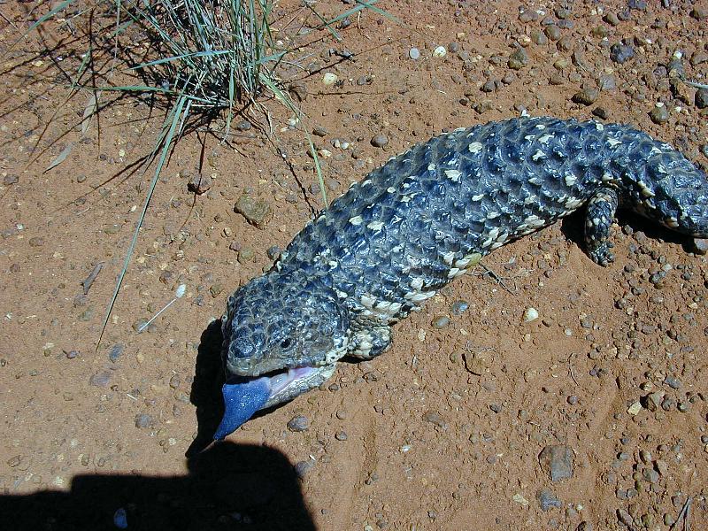 Shingleback__Tiliqua_rugosa__001.jpg