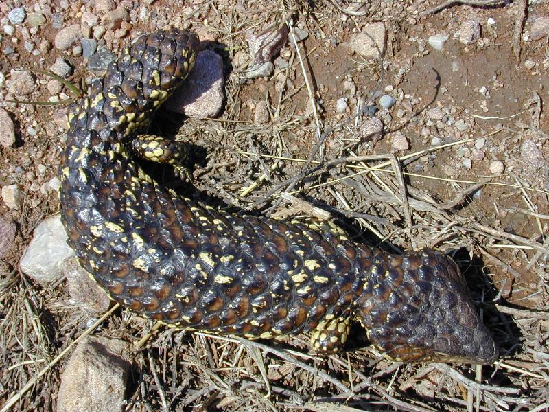 Shingleback__Tiliqua_rugosa__002.jpg