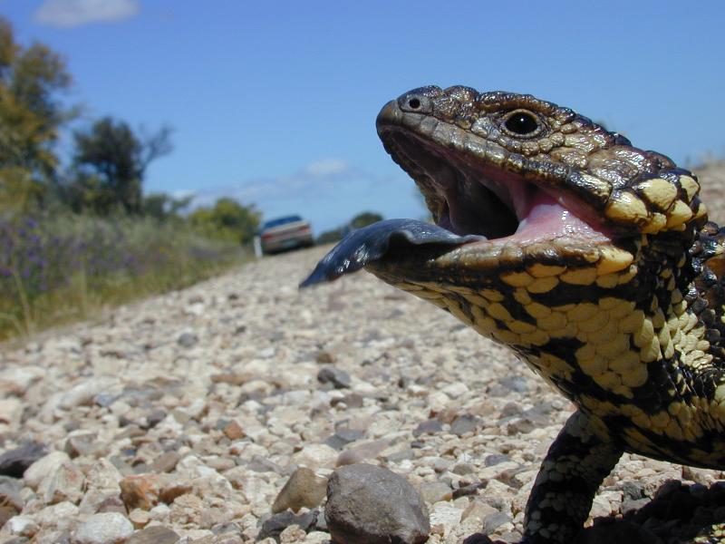 Shingleback__Tiliqua_rugosa__003.jpg