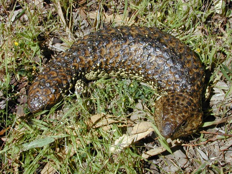 Shingleback__Tiliqua_rugosa__004.jpg