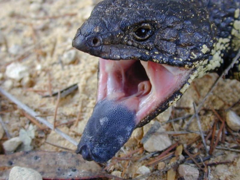 Shingleback__Tiliqua_rugosa__005.jpg