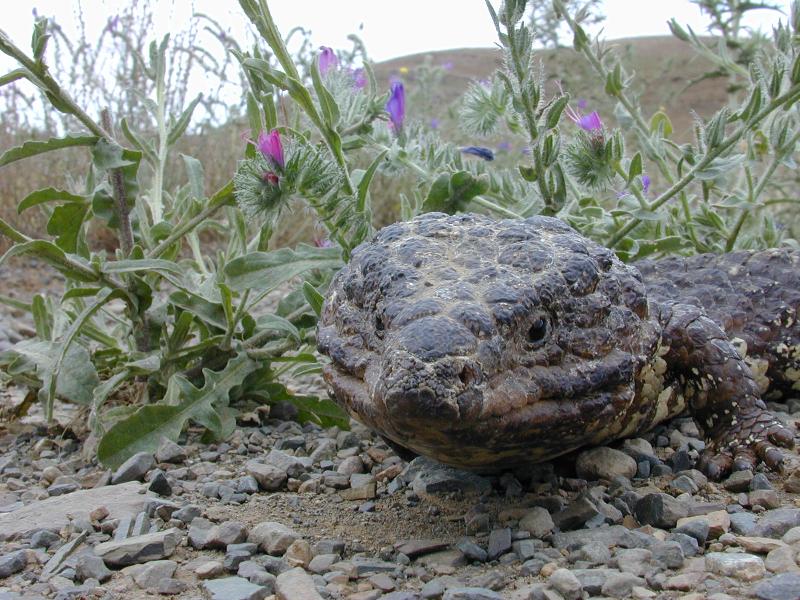 Shingleback__Tiliqua_rugosa__006.jpg