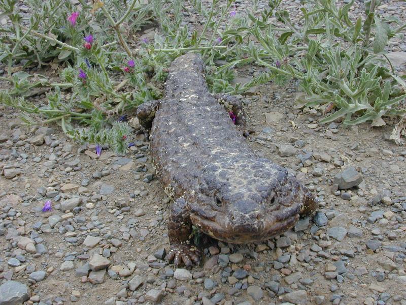 Shingleback__Tiliqua_rugosa__007.jpg