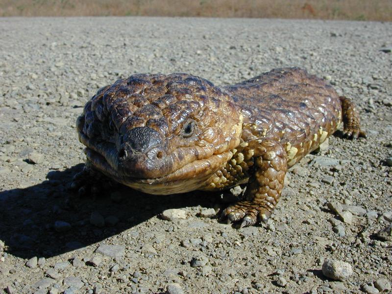 Shingleback__Tiliqua_rugosa__008.jpg