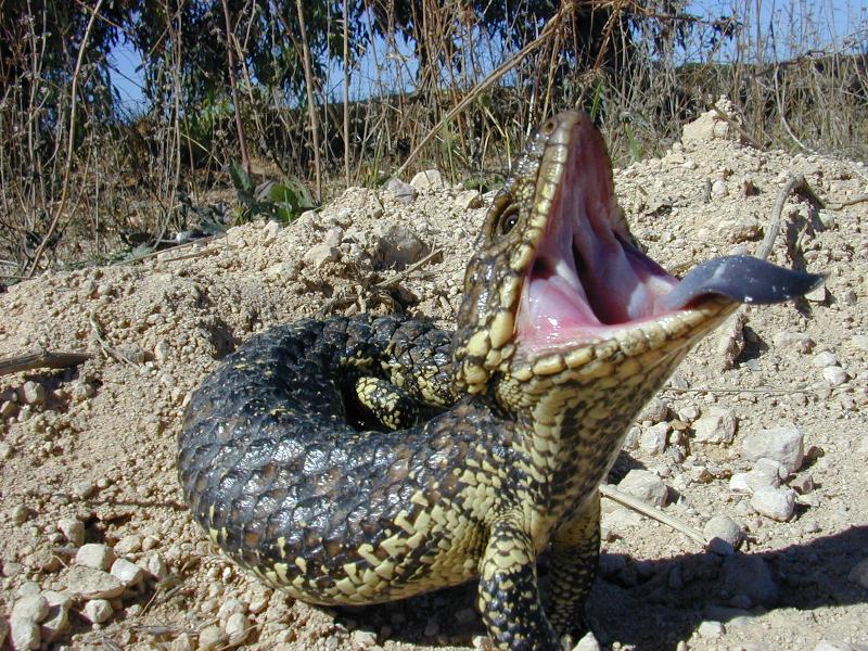 Shingleback__Tiliqua_rugosa__009.jpg