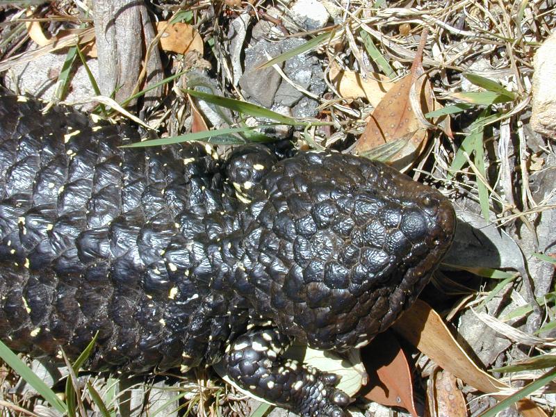 Shingleback__Tiliqua_rugosa__010.jpg