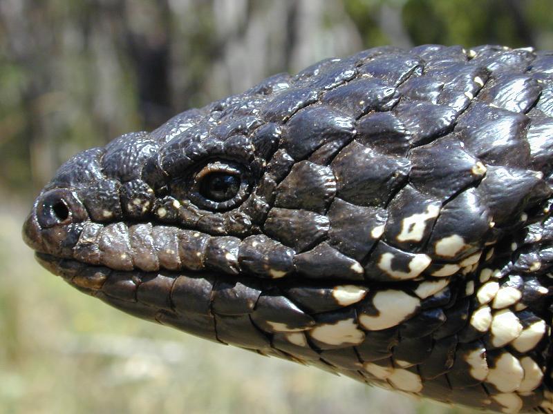 Shingleback__Tiliqua_rugosa__011.jpg