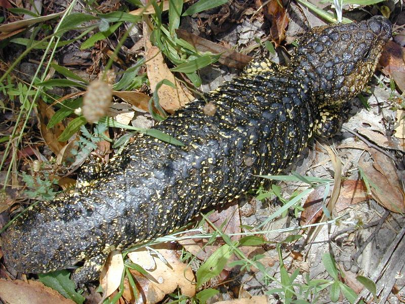 Shingleback__Tiliqua_rugosa__012.jpg