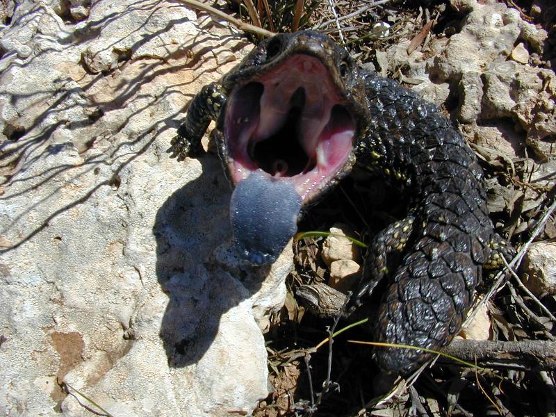 Shingleback__Tiliqua_rugosa__013.jpg