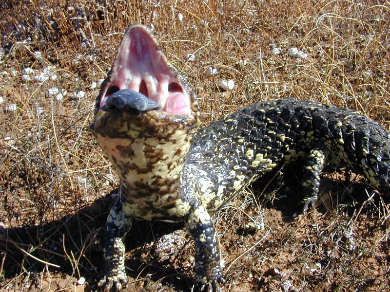 Shingleback__Tiliqua_rugosa__014.jpg