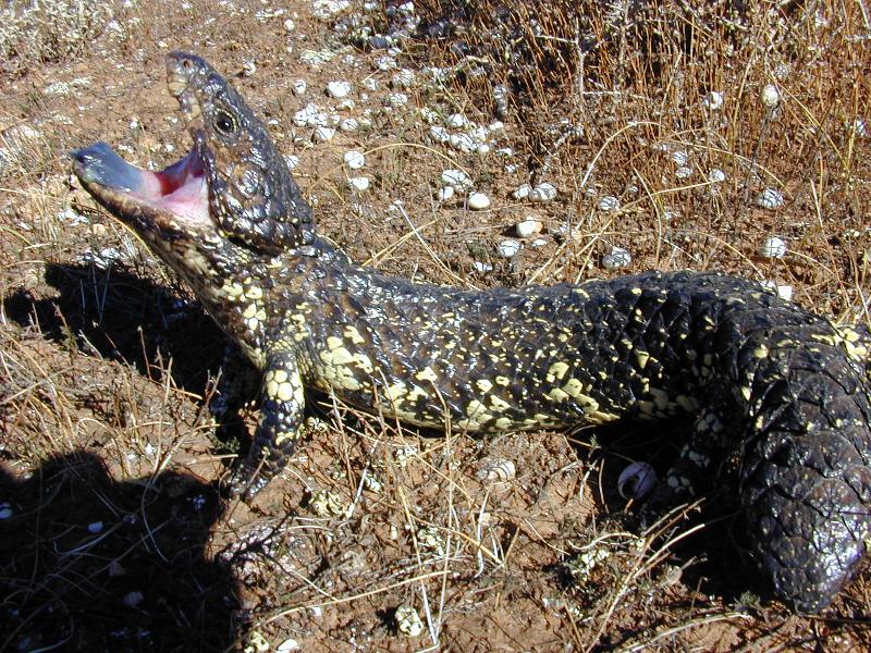 Shingleback__Tiliqua_rugosa__015.jpg