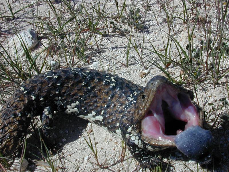 Shingleback__Tiliqua_rugosa__016.jpg