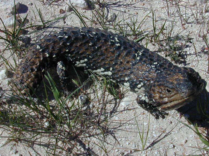 Shingleback__Tiliqua_rugosa__017.jpg