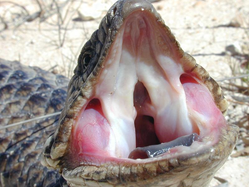 Shingleback__Tiliqua_rugosa__018.jpg