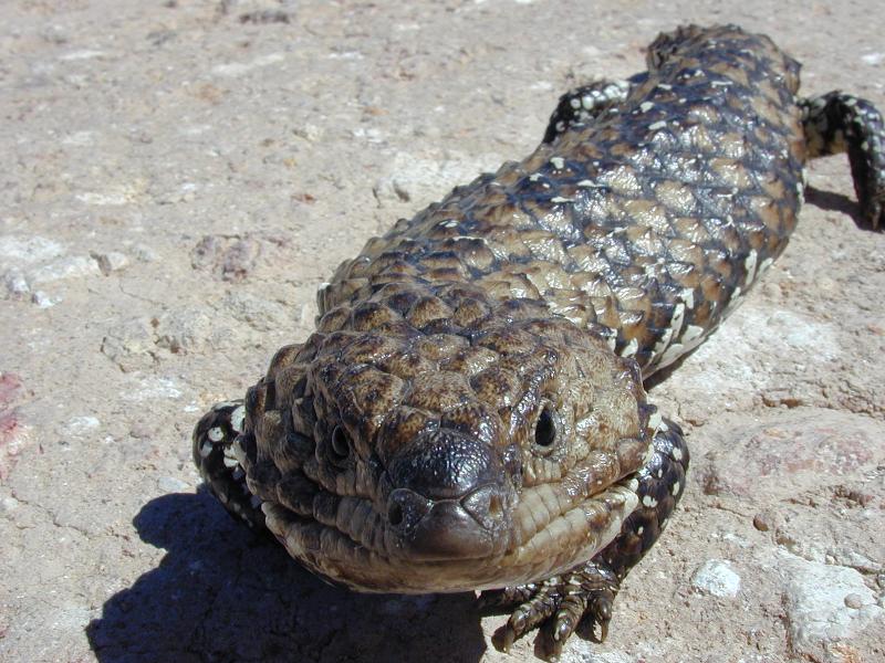 Shingleback__Tiliqua_rugosa__019.jpg